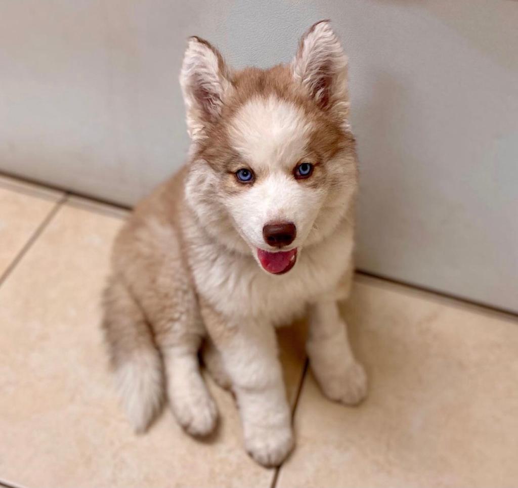 Fred Male 15 Weeks Old Siberian Husky
