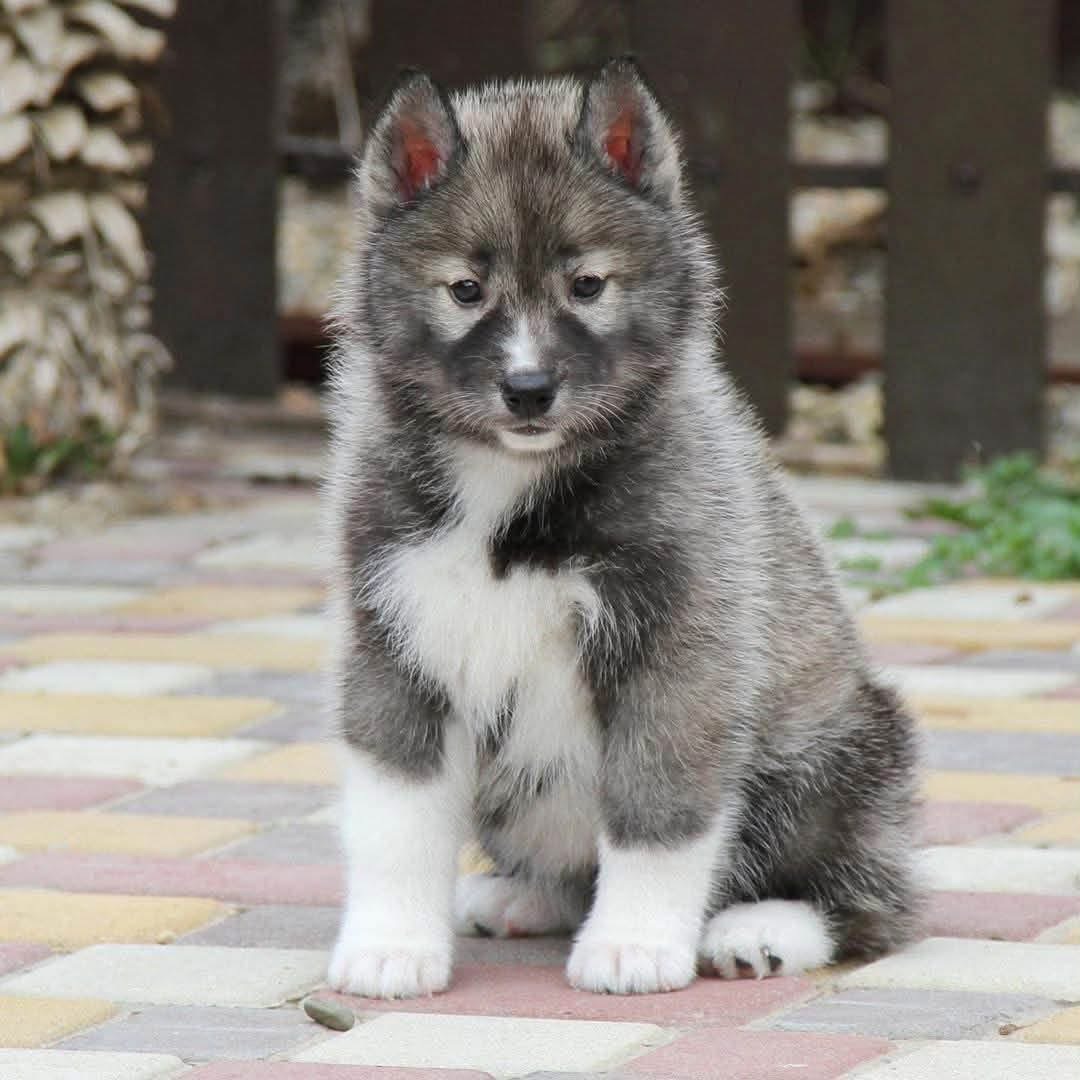 Laeti Female 13 Weeks Old Siberian Husky