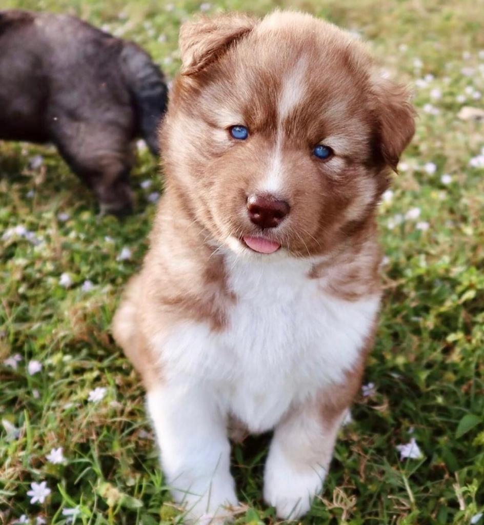 Piso Female 13 Weeks Old Siberian Husky