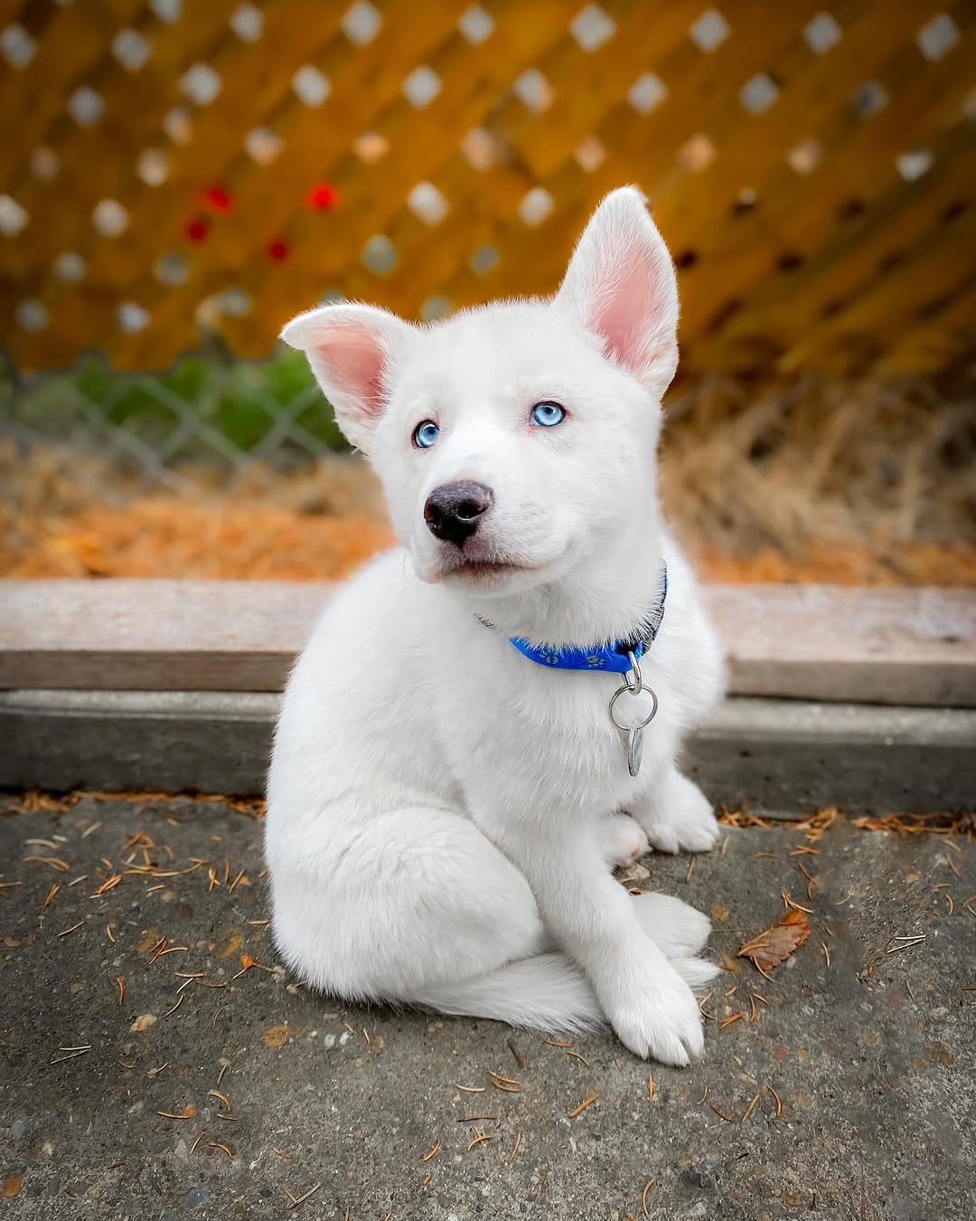 Hazel Female 13 Weeks Old Siberian Husky